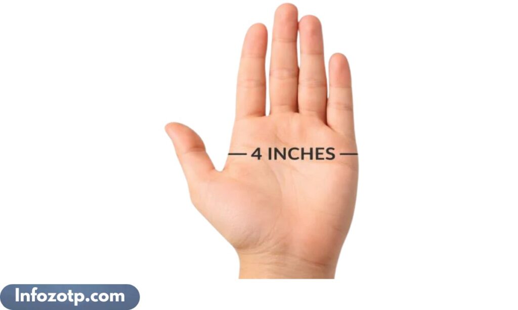 Adult Palm Width