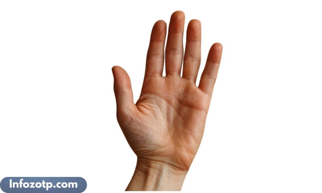 The Width of an Adult Palm