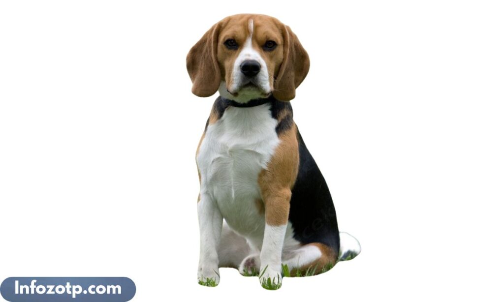 Medium Dog